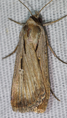 Tathorhynchus exsiccata
