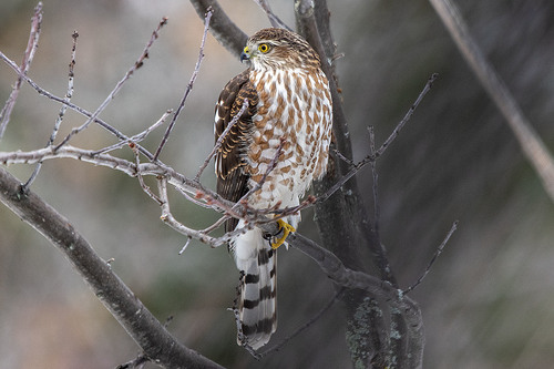 Sharp-shinned Hawk photographed in Michigan