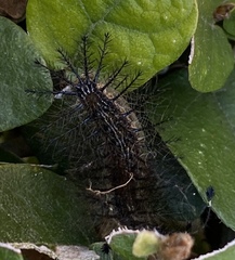 Hylesia