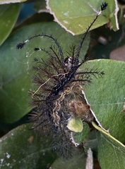 Hylesia