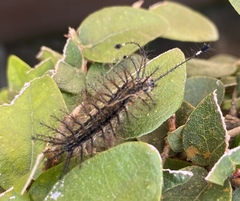 Hylesia