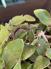 Hylesia