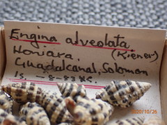 Engina alveolata