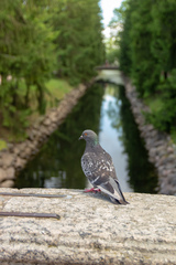 Columba livia domestica