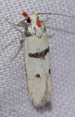 Mirificarma scissella