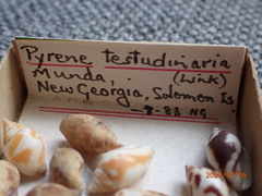 Pardalinops testudinaria