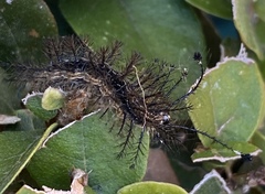 Hylesia