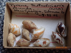 Pardalinops testudinaria