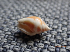 Pardalinops testudinaria