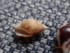 Pardalinops testudinaria