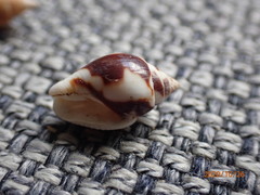 Pardalinops testudinaria