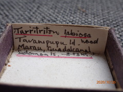 Turritriton labiosus