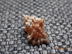 Turritriton labiosus