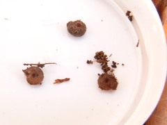 Drepanostoma nautiliforme