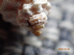 Turritriton labiosus