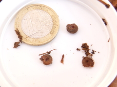 Drepanostoma nautiliforme