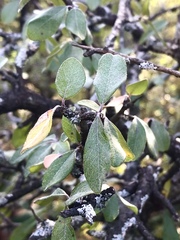 Malacomeles denticulata