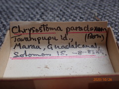 Chrysostoma paradoxum