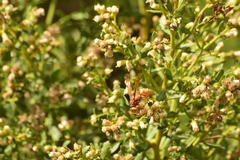Polistes dorsalis californicus