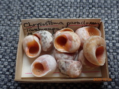 Chrysostoma paradoxum