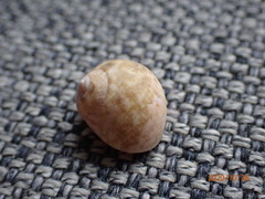 Chrysostoma paradoxum