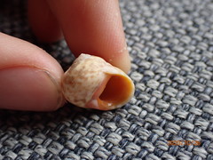 Chrysostoma paradoxum