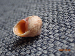 Chrysostoma paradoxum