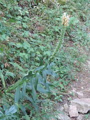 Digitalis ferruginea
