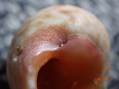 Chrysostoma paradoxum