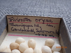 Trivirostra oryza