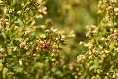 Polistes dorsalis californicus