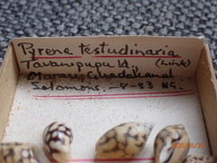Pardalinops testudinaria