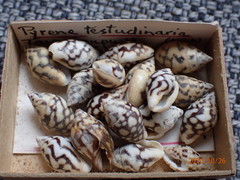 Pardalinops testudinaria