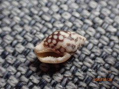 Pardalinops testudinaria