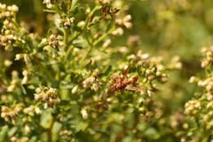 Polistes dorsalis californicus