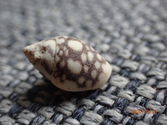 Pardalinops testudinaria