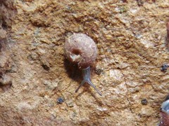 Drepanostoma nautiliforme