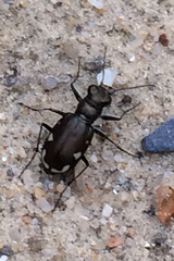 Cicindela scutellaris lecontei