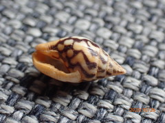 Pardalinops testudinaria