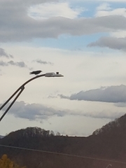 Corvus brachyrhynchos