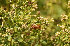Polistes dorsalis californicus