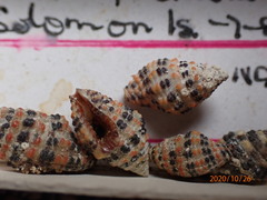 Engina alveolata