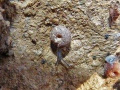 Drepanostoma nautiliforme