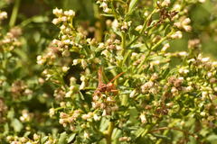 Polistes dorsalis californicus
