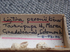 Liotinaria peronii