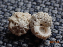 Liotinaria peronii