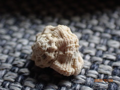 Liotinaria peronii
