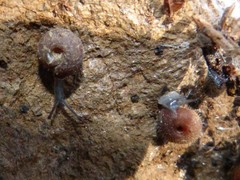 Drepanostoma nautiliforme