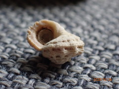 Liotinaria peronii