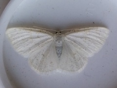 Protitame virginalis